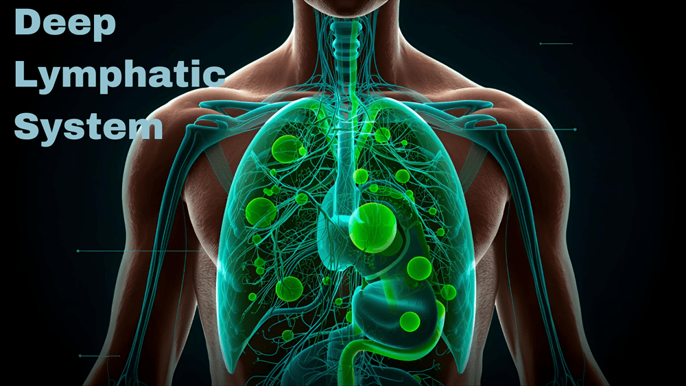 Deep Lymphatic Drainage: Detox Where It Really Matters