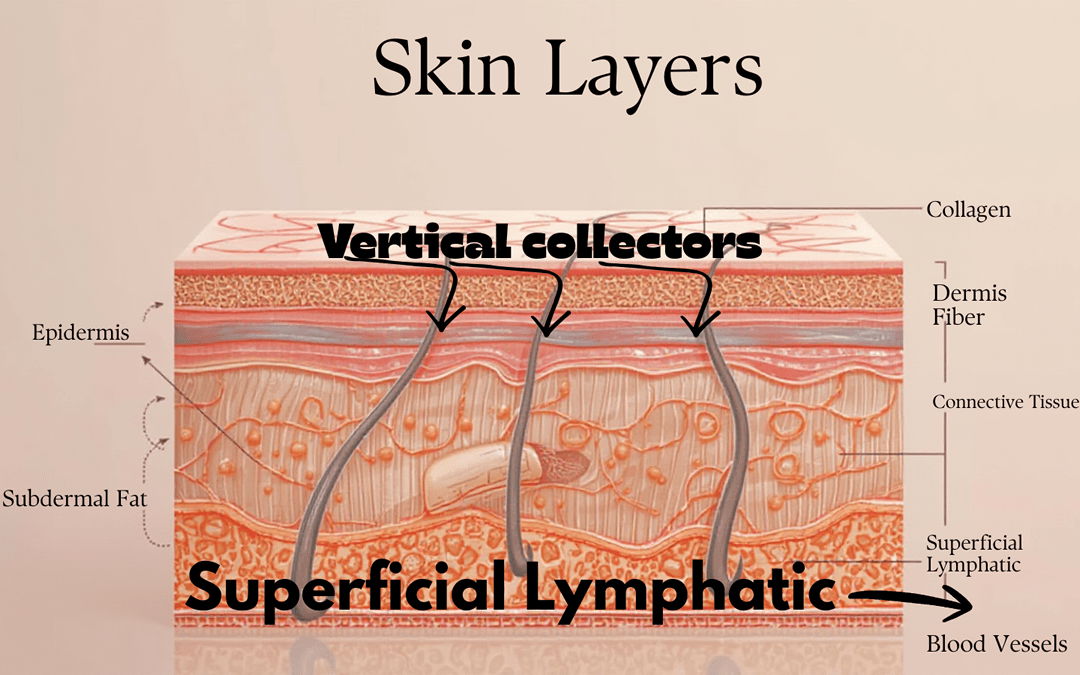 Diagram showing superficial lymphatic vessels beneath the skin and deeper lymphatic vessels below the fascia, highlighting how heat supports lymphatic drainage.