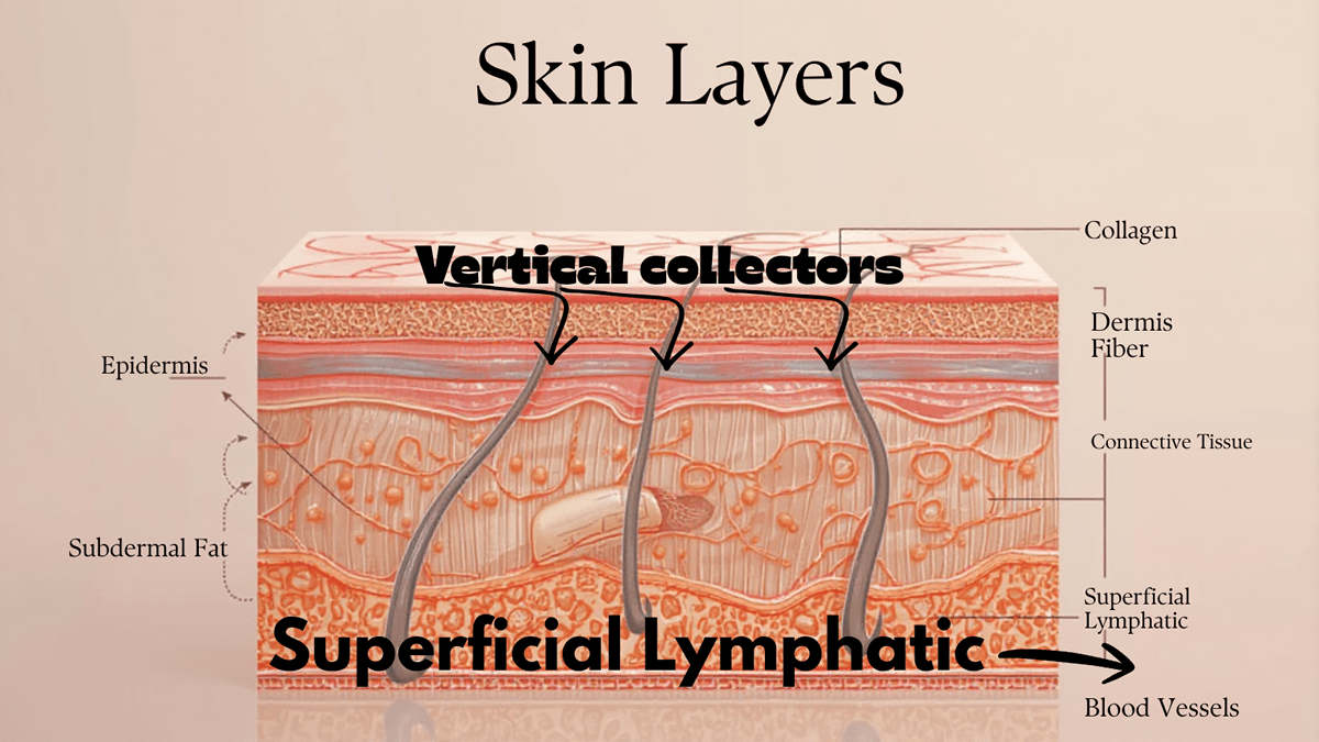Diagram showing superficial lymphatic vessels beneath the skin and deeper lymphatic vessels below the fascia, highlighting how heat supports lymphatic drainage.